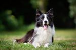 Presentazione Border Collie