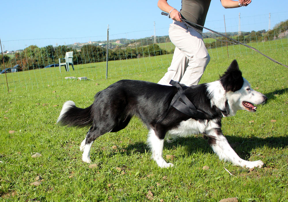 Border Collie e padrone - Associazione Italiana Sheepdog