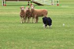Border Collie in un trial - Associazione Italiana Sheepdog