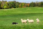 Border Collie al lavoro con le pecore - Associazione Italiana Sheepdog