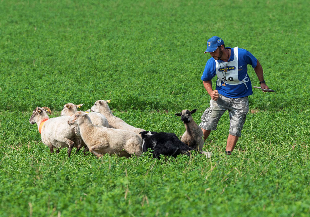 Campionati Continentali Sheepdog - Associazione Italiana Sheepdog