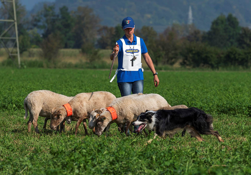 Campionati Italiani Sheepdog - Associazione Italiana Sheepdog