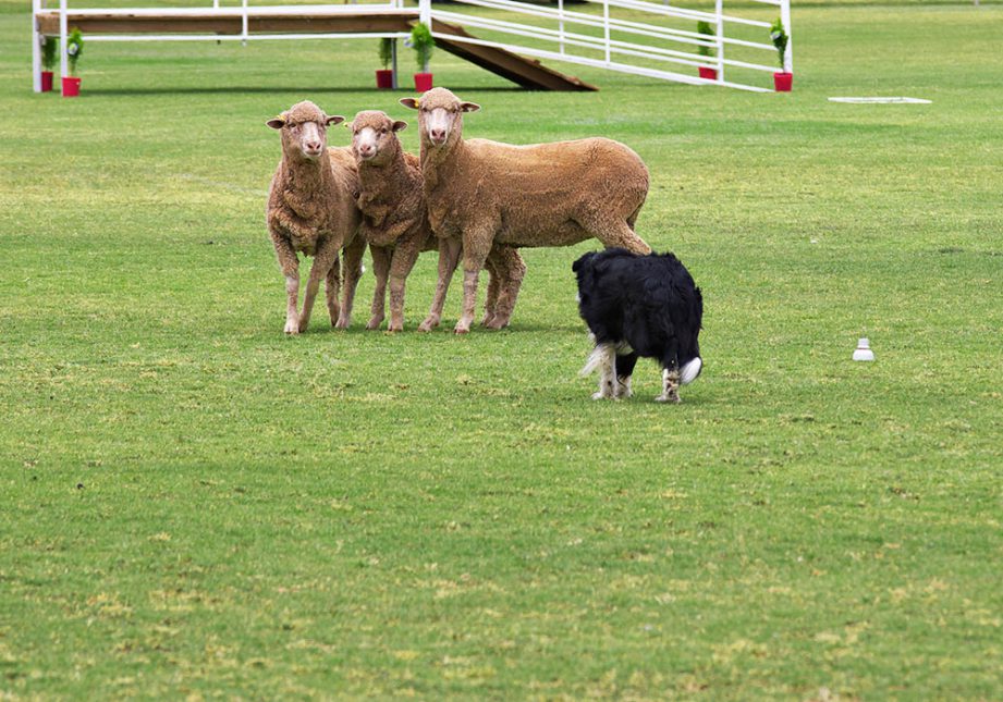 Border Collie in un trial - Associazione Italiana Sheepdog