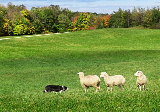 Border Collie al lavoro con le pecore - Associazione Italiana Sheepdog