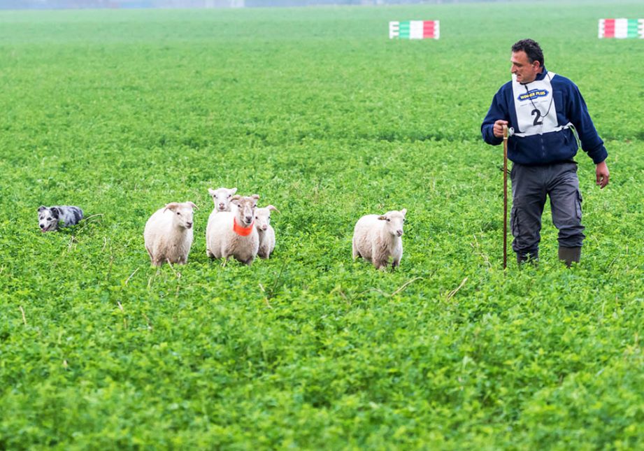 Campionati Mondiali Sheepdog - Associazione Italiana Sheepdog