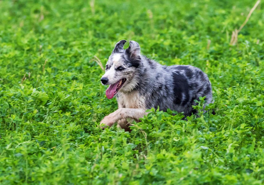 Primo piano Border Collie durante un Trial - Associazione Italiana Sheepdog