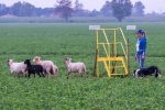 Richieste organizzazione Trial - Associazione Italiana Sheepdog