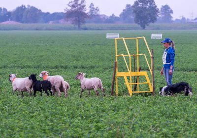 Richieste organizzazione Trial - Associazione Italiana Sheepdog