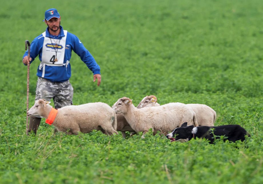 Campionati Continentali Sheepdog - Associazione Italiana Sheepdog
