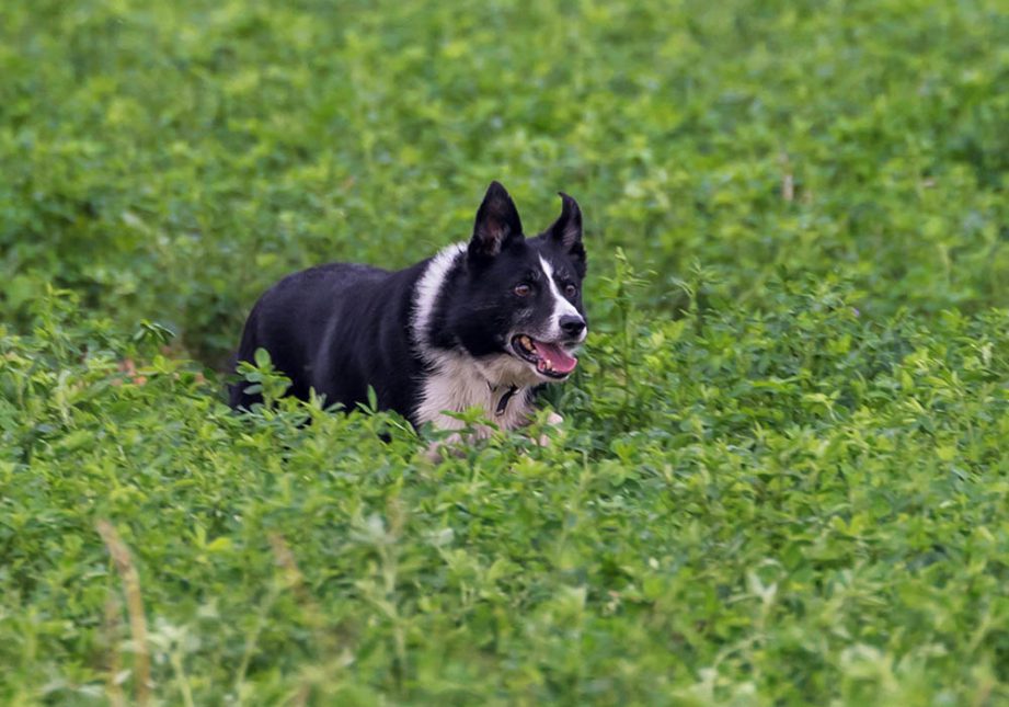 Border Collie attento durante un Trial - Associazione Italiana Sheepdog