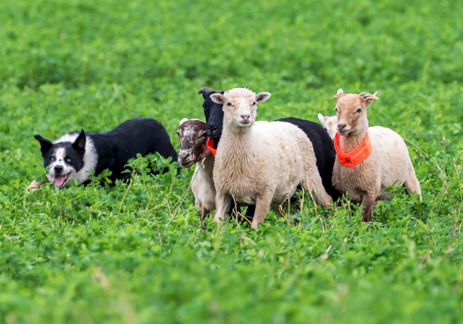 Border Collie che controlla un gruppo di pecore - Associazione Italiana Sheepdog