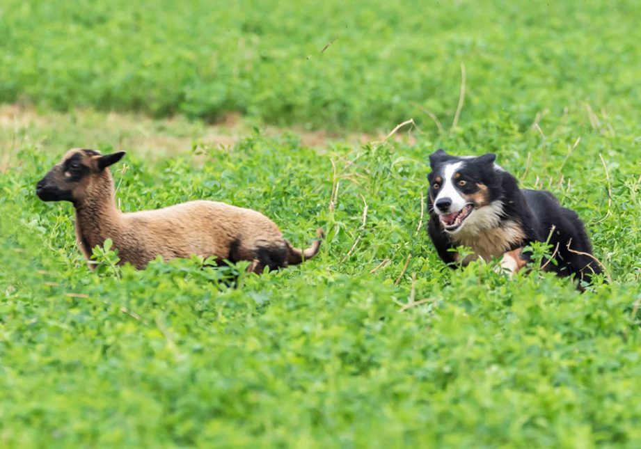 Border Collie all'inseguimento di una pecora - Associazione Italiana Sheepdog