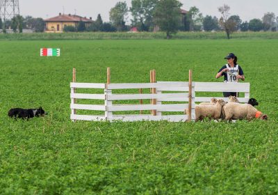Campionato Mondiale Sheepdog - Associazione Italiana Sheepdog