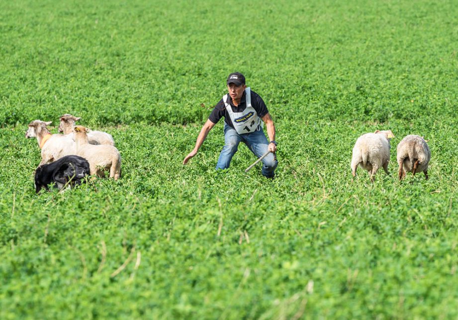 Controllo del cane in un Trial - Associazione Italiana Sheepdog