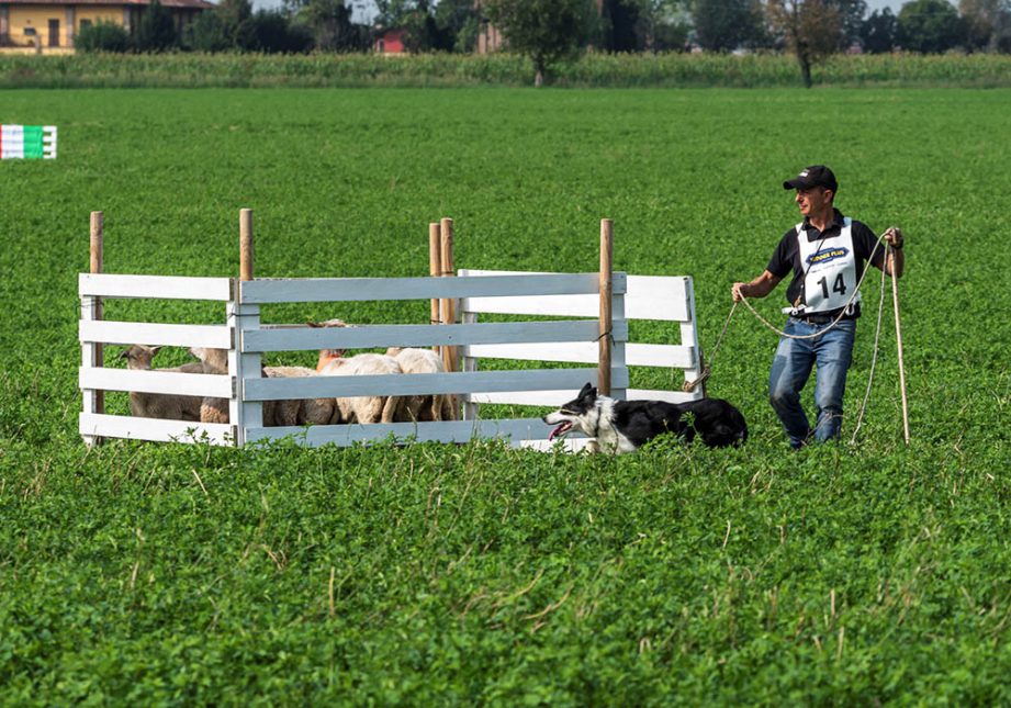 Conclusione di un esercizio in un Trial - Associazione Italiana Sheepdog