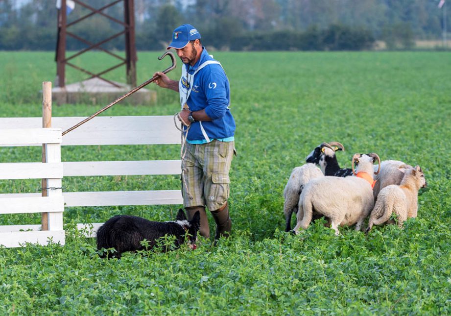 Allevatori / Trainers Sheepdog - Associazione Italiana Sheepdog