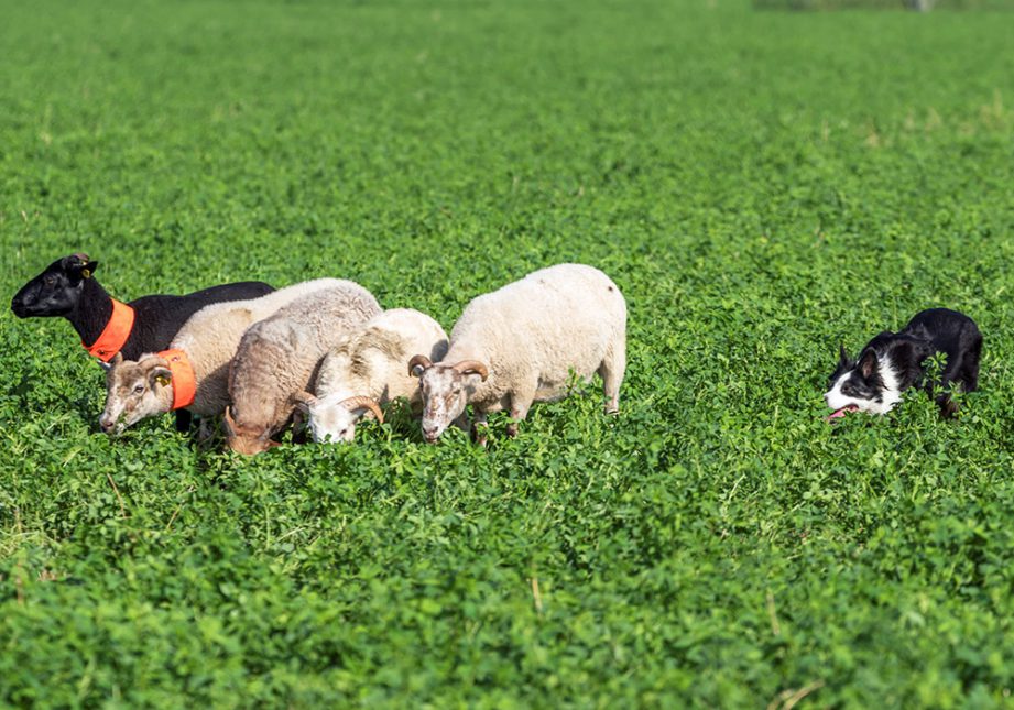 Border Collie che controlla un gruppo di pecore - Associazione Italiana Sheepdog