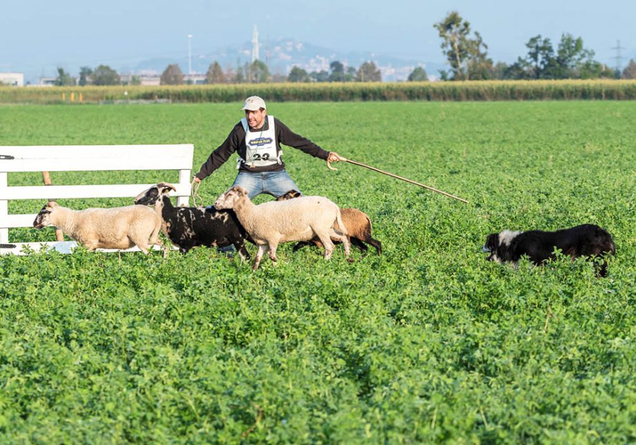 Padrone che dà indicazioni durante un Trial - Associazione Italiana Sheepdog