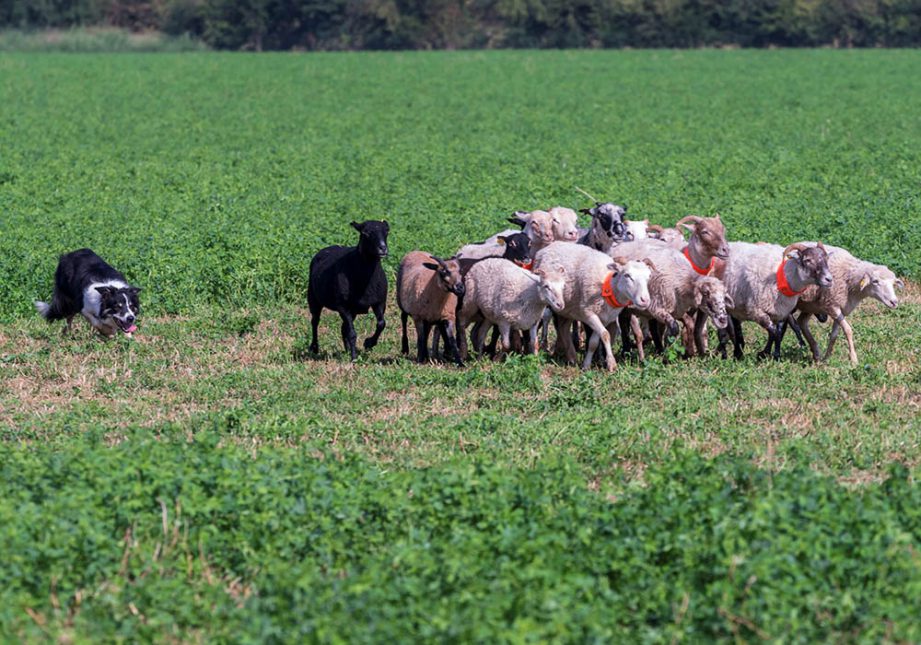 Border Collie durante un Trial - Associazione Italiana Sheepdog