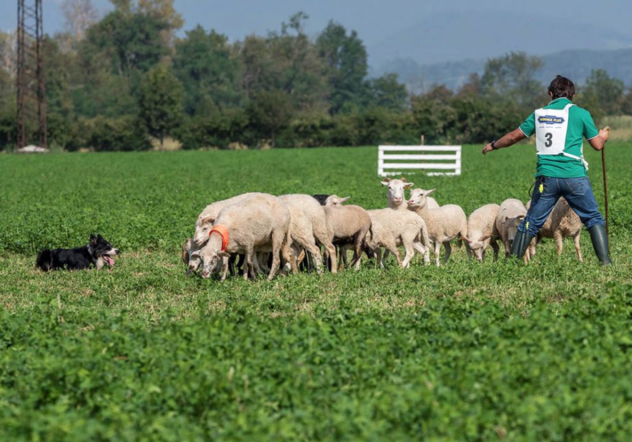 Padrone che dà indicazioni durante un Trial - Associazione Italiana Sheepdog