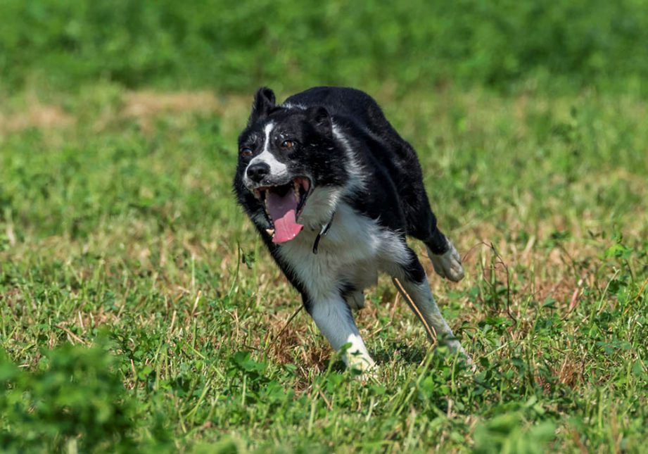 Border Collie che corre durante un Trial - Associazione Italiana Sheepdog