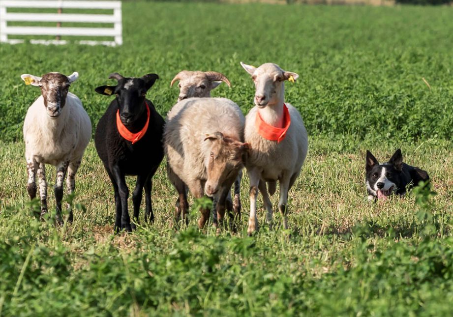Border Collie che osserva durante un Trial - Associazione Italiana Sheepdog